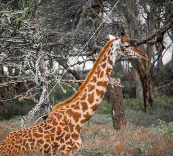 NAIVASHA WEST BEACH CAMP