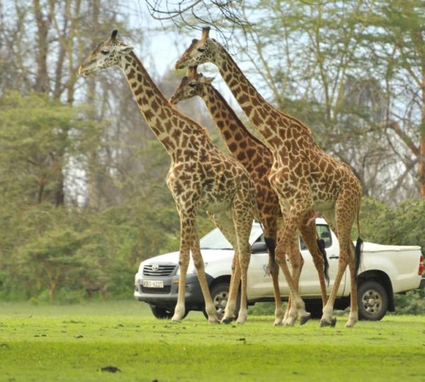 Lake Naivasha Resort